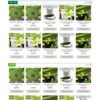 Mẫu giao diện website 
Theme wordpress bán trà xanh